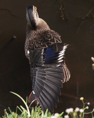 [Back top view of a duck stretching its left wing straight back so the feathers are exposed but it is covering the rump end of the duck. The orange foot is visible just past the edge of the wing feathers.]